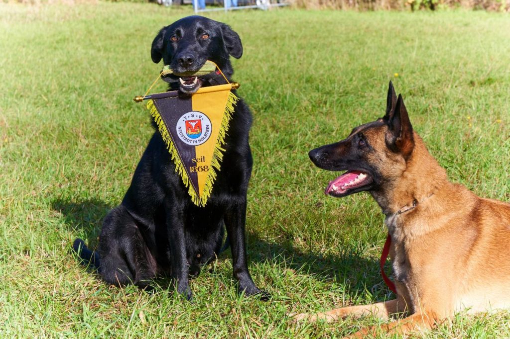 Hundesport beim TSV Neustadt in Holstein